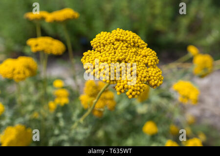 Nahaufnahme von Achillea Filipendulina, auch als Schafgarbe oder Fernleaf Schafgarbe bekannt. Stockfoto