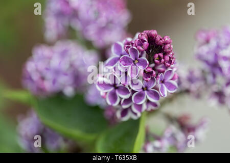 Nahaufnahme von Syringa vulgaris Sensation, besser als Lila bekannt. Rosa Blütenköpfe mit weissem Rand. In Bayern, Deutschland. Stockfoto