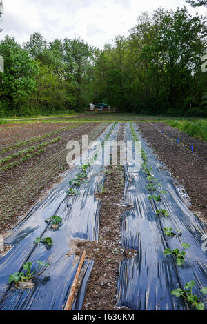 Organic Farm, Chomerac, Ardèche, Frankreich Stockfoto