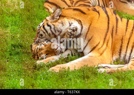 Blick auf den Amur Tiger spielen oder Kämpfe in einem Zoo an einem sonnigen Tag. Stockfoto