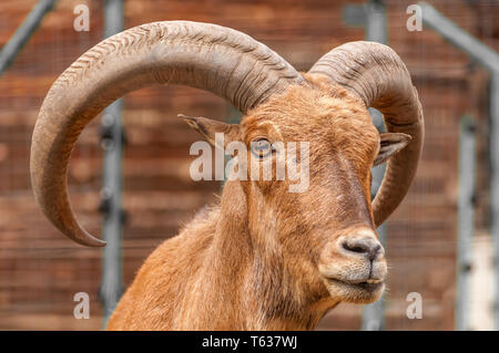 Porträt einer wunderschönen Mähnenspringer mit großen Hörnern in einem Zoo an einem sonnigen Tag. Stockfoto