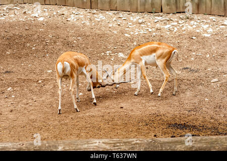 Blick auf zwei männliche Hirschziegenantilope Antilope kämpfen mit ihren Hörnern in einem Zoo an einem sonnigen Tag. Stockfoto