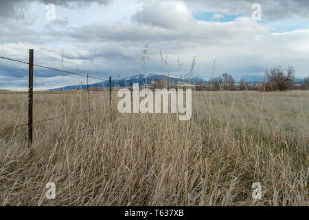 Ein stacheldrahtzaun Linie mit hohen prairiegräser mit den Elkhorn Mountains im Hintergrund, Helena, Montana, Northern Rockies, USA Stockfoto