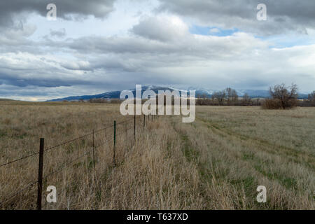 Ein stacheldrahtzaun Linie mit hohen prairiegräser mit den Elkhorn Mountains im Hintergrund, Helena, Montana, Northern Rockies, USA Stockfoto