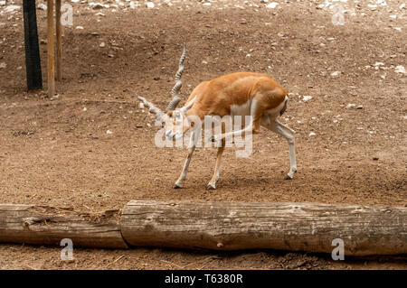 Blick auf eine schöne Hirschziegenantilope Antilope, während sich Kratzen in einem Zoo an einem sonnigen Tag. Stockfoto