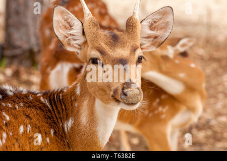 Porträt einer wunderschönen chital Rotwild in einem Zoo an einem sonnigen Tag. Stockfoto