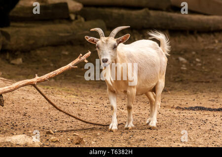 Porträt einer wunderschönen Ziege in einem Zoo an einem sonnigen Tag. Stockfoto