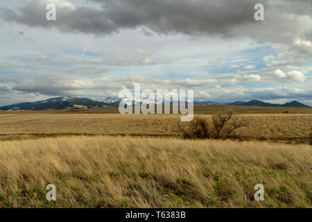 Helena Valley Wiese mit den Elkhorn Berge in der Ferne, Frühling, Montana, Northern Rockies, USA Stockfoto