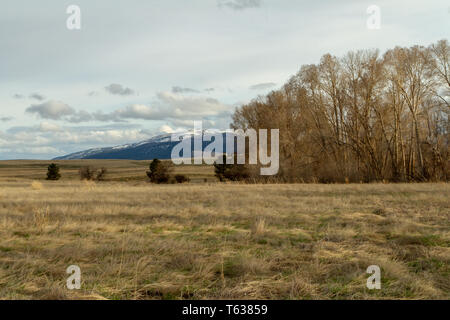 Eine Gruppe von Laubbäumen mit den Elkhorn Mountains im Hintergrund, Helena Valley, Northern Rockies, USA Stockfoto