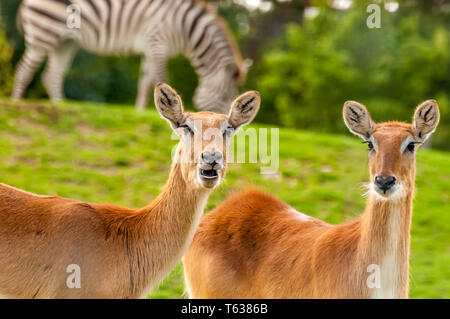 Porträt einer wunderschönen südlichen Litschi in einem Zoo an einem sonnigen Tag. Stockfoto