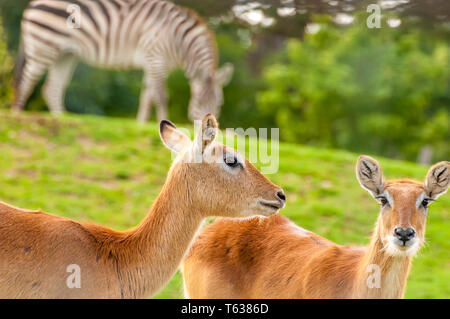 Porträt einer wunderschönen südlichen Litschi in einem Zoo an einem sonnigen Tag. Stockfoto