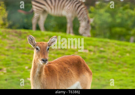 Porträt einer wunderschönen südlichen Litschi in einem Zoo an einem sonnigen Tag. Stockfoto