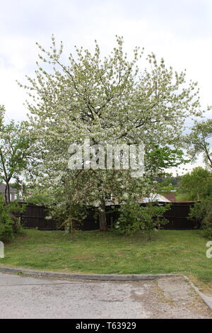 Kirschbaum in Blüte Stockfoto