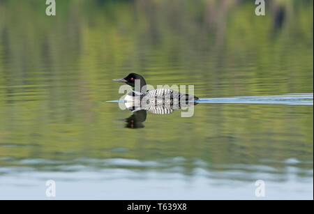 Loon mit Reflexionen auf eine ruhige See auf Swan Lake in den Kenai Wildlife Refuge in Alaska Stockfoto