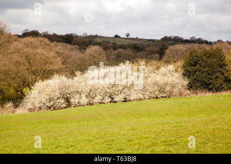 Blackthorne Dickicht Prunus spinosa ein einheimischer Laubbaum der englischen Landschaft auch bekannt als Schlehe Stockfoto