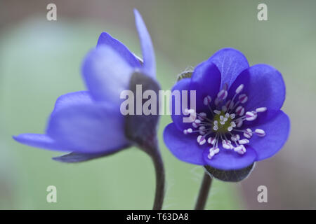 Lebermoos, Anemone hepatica Stockfoto