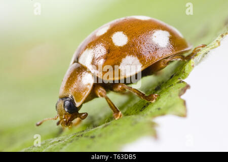 Calvia quatuordecimguttata Stockfoto