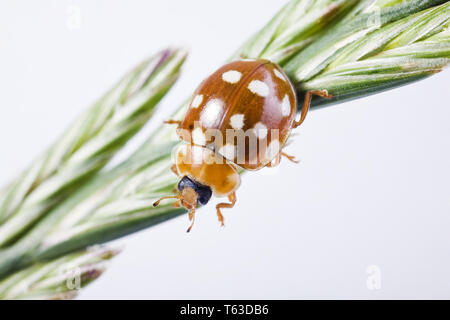 Calvia quatuordecimguttata Stockfoto