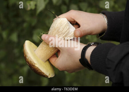 Frau ist das Sammeln von Pilzen, Deutschland Stockfoto