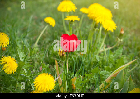 Eine rote Tulpe zwischen einem Feld von gelben Löwenzahn im Frühjahr. April Feld mit Blumen Stockfoto
