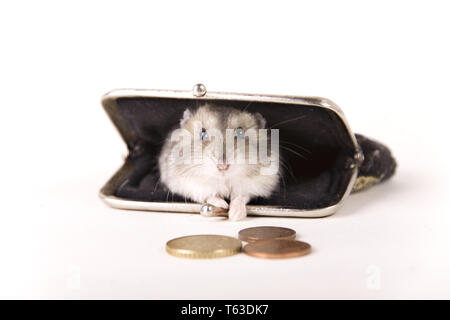 Golden hamster in den Geldbeutel Stockfoto