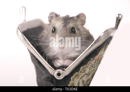 Golden hamster in den Geldbeutel Stockfoto