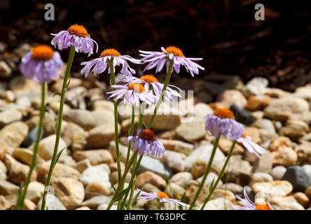 Felicia Amelloides (Blue Marguerite) mit unscharfen Hintergrund Stockfoto