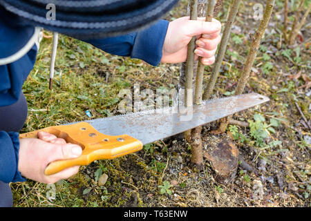 Eine weibliche Gärtner schneidet eine Hand im Garten im Garten Junge, nicht-fruchtbaren Baum für die Impfung von fruchtbaren Obst Baum 2019 Stockfoto