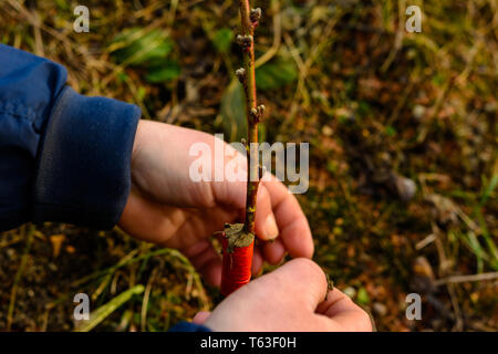 Ein Gärtner Frau clogs einen abgetrennten Teil der veredelten Baum verrotten an diesem Ort in der Nähe von - bis 2019 verhindern. Stockfoto