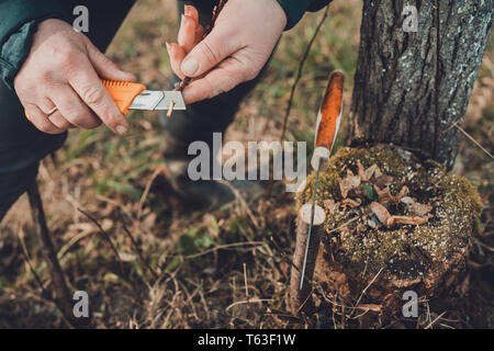 Eine Frau Gärtner schneidet einen Clip aus Holz für die Impfung mit einem scharfen Messer 2019 Stockfoto