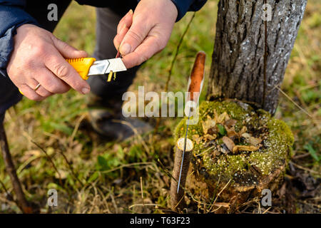 Eine Frau Gärtner schneidet einen Clip aus Holz für die Impfung mit einem scharfen Messer 2019 Stockfoto