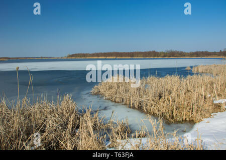 Schnee und trockenen Schilf am Ufer eines zugefrorenen See. Horizont und blauer Himmel - sonnigen Wintertag Stockfoto