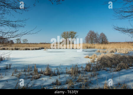 Trockenes Schilf in einem zugefrorenen See. Bäume am Horizont und blauer Himmel - im Winter sonniger Tag Stockfoto