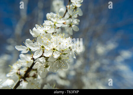 Zweig mit weißen Blumen auf einem Obstbaum und blauer Himmel - Frühling anzeigen Stockfoto