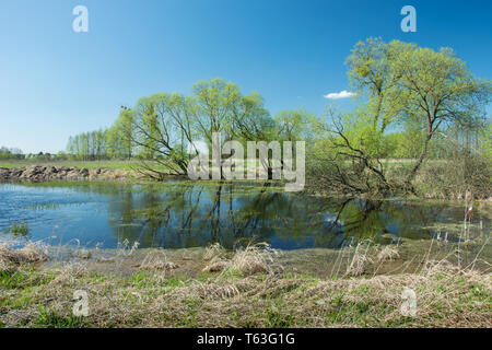 Schöne Bäume neben dem Teich und blauer Himmel - Blick auf ein sonniger Frühlingstag Stockfoto