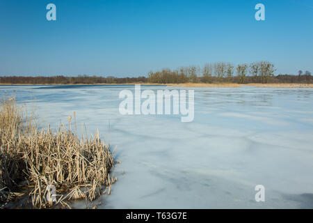 Schilf und Schnee am Ufer eines zugefrorenen See. Bäume am Horizont und blauer Himmel - Winter sonniger Tag Stockfoto