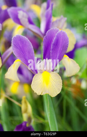 Iris x Hollandica 'Zigeuner Schönheit" Blumen. Stockfoto