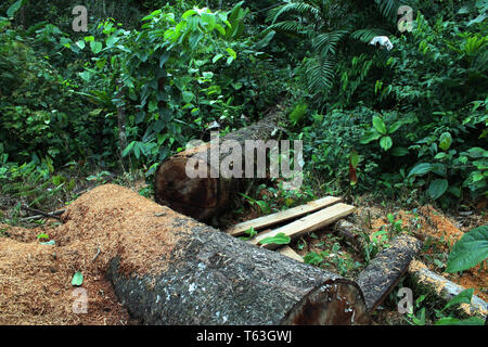 Abholzung: Zwei große Stämme eines Baumes und roten Sägemehl mit Jungle oder tropischen Wald im Hintergrund Stockfoto