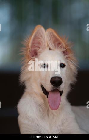 Weißer Schäferhund, langhaarige Welpen Stockfoto