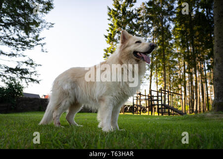 Weißer Schäferhund, langhaarigen elsässischen Stockfoto