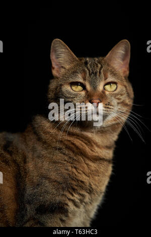 Porträt einer Hauskatze Stockfoto
