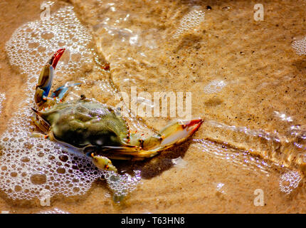 Eine blaue Krabbe macht seinen Weg zurück in das Wasser nach an einem Haken, 14. April 2019, in Bayou La Batre, Alabama gefangen wird. Stockfoto