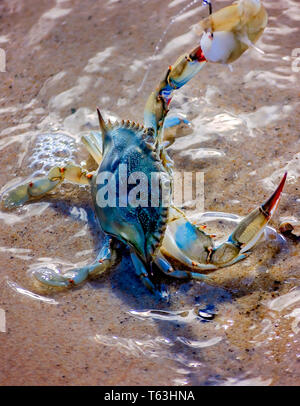 Eine Blue crab versucht, eine braune Garnelen von einem Haken zu nehmen, 14. April 2019, in Bayou La Batre, Alabama. Stockfoto