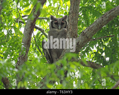 Auffälligen rosafarbenen Augenbrauen der großen verreaux's Eagle-Owl (Bubo lacteus) hocken in sonnendurchfluteten grünen Laub der Arabuko-sokoke-Wald Watamu, Kenia, Afrika Stockfoto