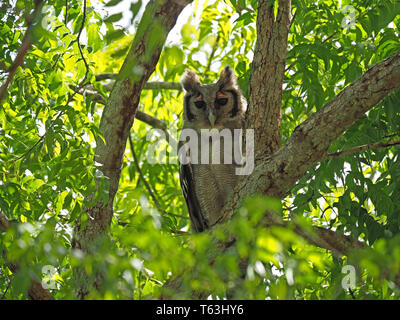 Auffälligen rosafarbenen Augenbrauen der großen verreaux's Eagle-Owl (Bubo lacteus) hocken in sonnendurchfluteten grünen Laub der Arabuko-sokoke-Wald Watamu, Kenia, Afrika Stockfoto