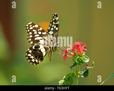 Spots & Stripes - Citrus Swallowtail oder Weihnachten Schmetterling (Papilio demodocus) Fütterung auf rote Blume gegen einfachen Hintergrund in Watamu, Kenia, Afrika Stockfoto