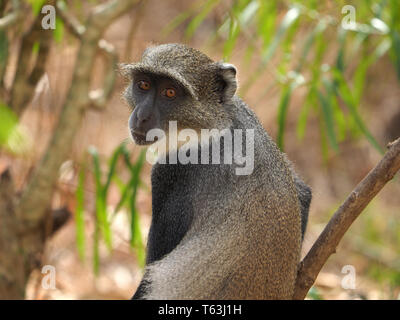 Single Sykes' Monkey/white-throated Affen (Cercopithecus albogularis) Blick zurück in der Arabuko-sokoke-Wald Reserve bei Watamu, Kenia, Afrika Stockfoto