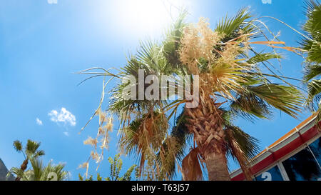 Blick vom Boden auf Sonne durch das Green Palm Blätter im Sommer Tag Stockfoto