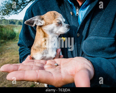 Die Zecke verstopften mit Blut bewegt sich auf der Hand close up, geschwollene Tick rührt in der handfläche von einem Mann vom Hund entfernt. Stockfoto