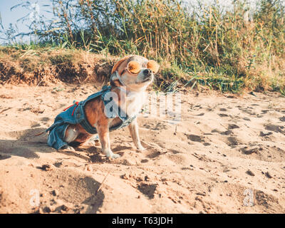 Chihuahua mit Sonnenbrille und Strohhut liegt an einem Strand am Fluss in der Sonne. Modische Hund in einer Jeans Anzug ausruhen am Strand gekleidet Stockfoto